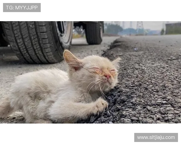 四川官方回应小猫系流浪未受伤